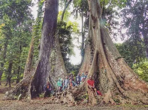 Pohon Jodoh Bogor Pohon Jodoh legendaris di dekat makam Belanda Kebun Raya Bogor