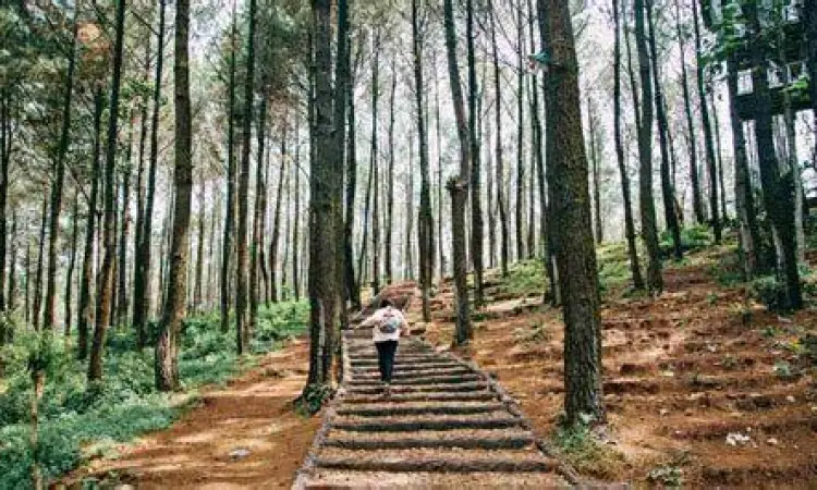 Hutan pinus rimbun di sekitar Jembatan Kalikuning
