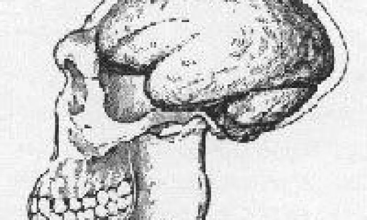 Perbandingan tengkorak manusia purba dan manusia modern