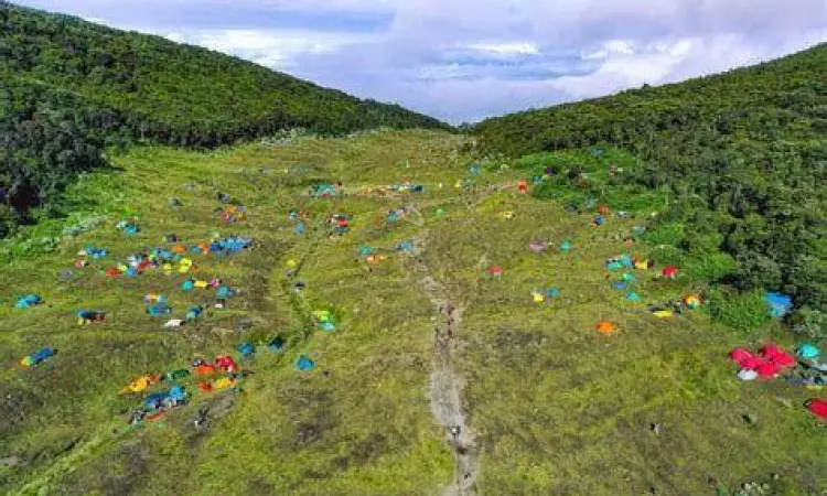 Alun-alun Suryakencana Padang edelweiss di alun-alun suryakencana gede