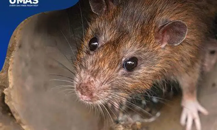 Identifikasi fisik tikus got besar