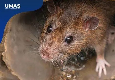 Karakteristik Tikus Got Besar Identifikasi fisik tikus got besar