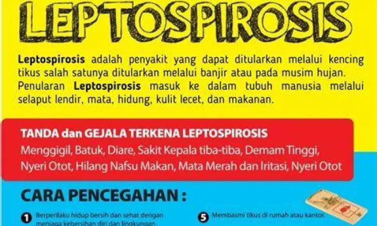 Vektor Penyakit Tikus Risiko kesehatan akibat tikus got
