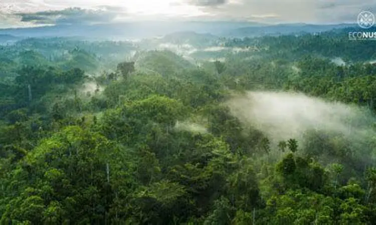 Pemandangan hutan pedalaman Halmahera tempat tinggal suku Togutil