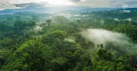 Hutan Halmahera Pemandangan hutan pedalaman Halmahera tempat tinggal suku Togutil