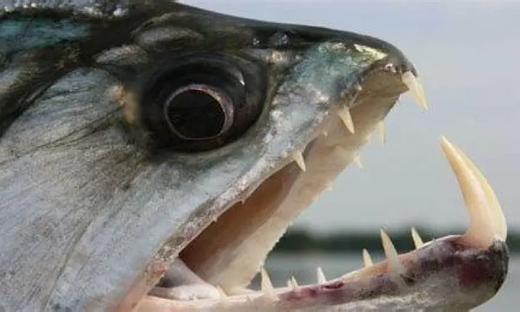 Gambar ikan piranha menunjukkan struktur gigi yang sangat tajam