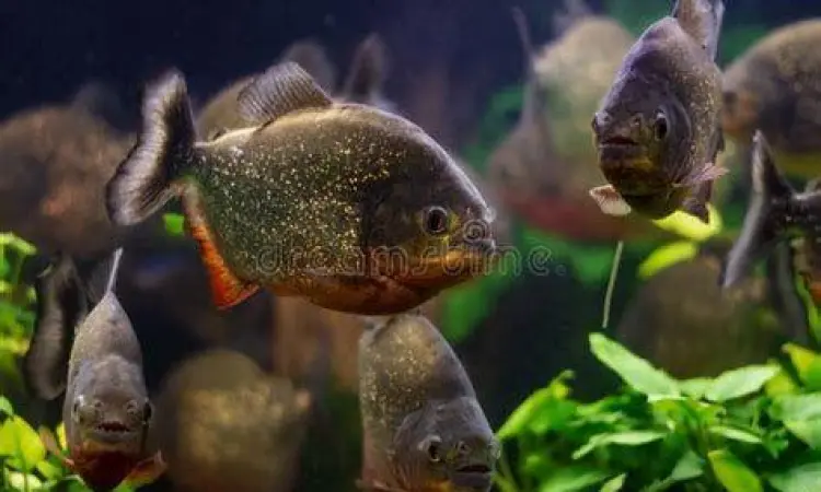 Gambar ikan piranha dalam kelompok besar di sungai Amazon
