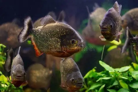 Kelompok Ikan Piranha Gambar ikan piranha dalam kelompok besar di sungai Amazon