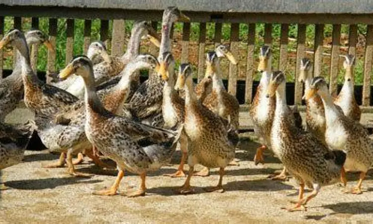 Peternakan Itik Alabio Peternakan itik alabio di Hulu Sungai Utara