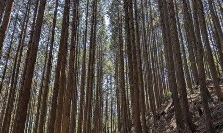 Jalan setapak menuju Curug Cijalu melalui hutan pinus