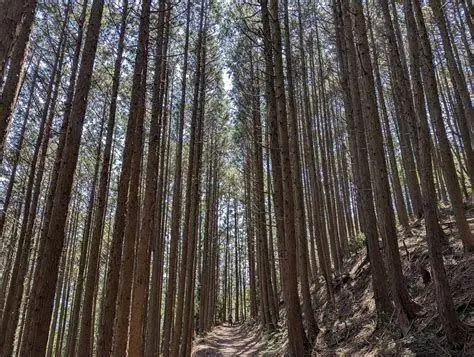 Jalur Hutan Pinus Jalan setapak menuju Curug Cijalu melalui hutan pinus