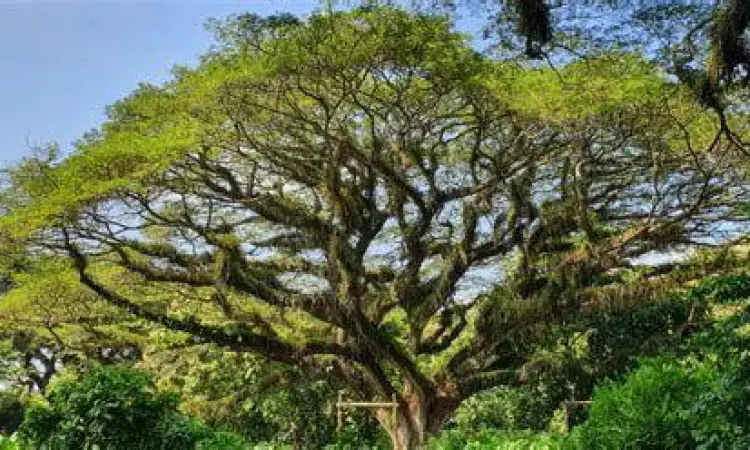 Lorong pohon trembesi di De Djawatan Banyuwangi